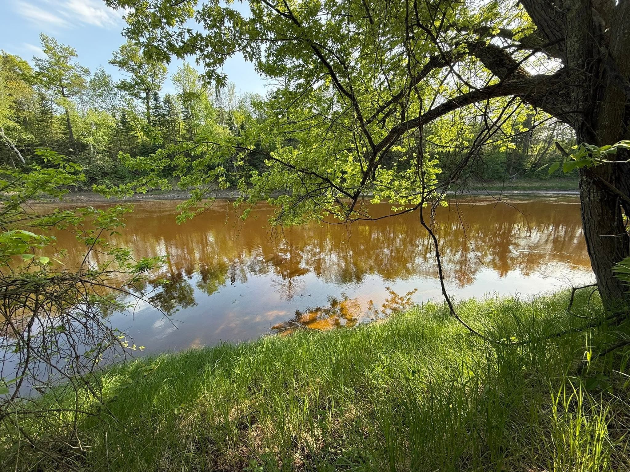 Calm river viewed from grassy bank beneath overhanging tree
