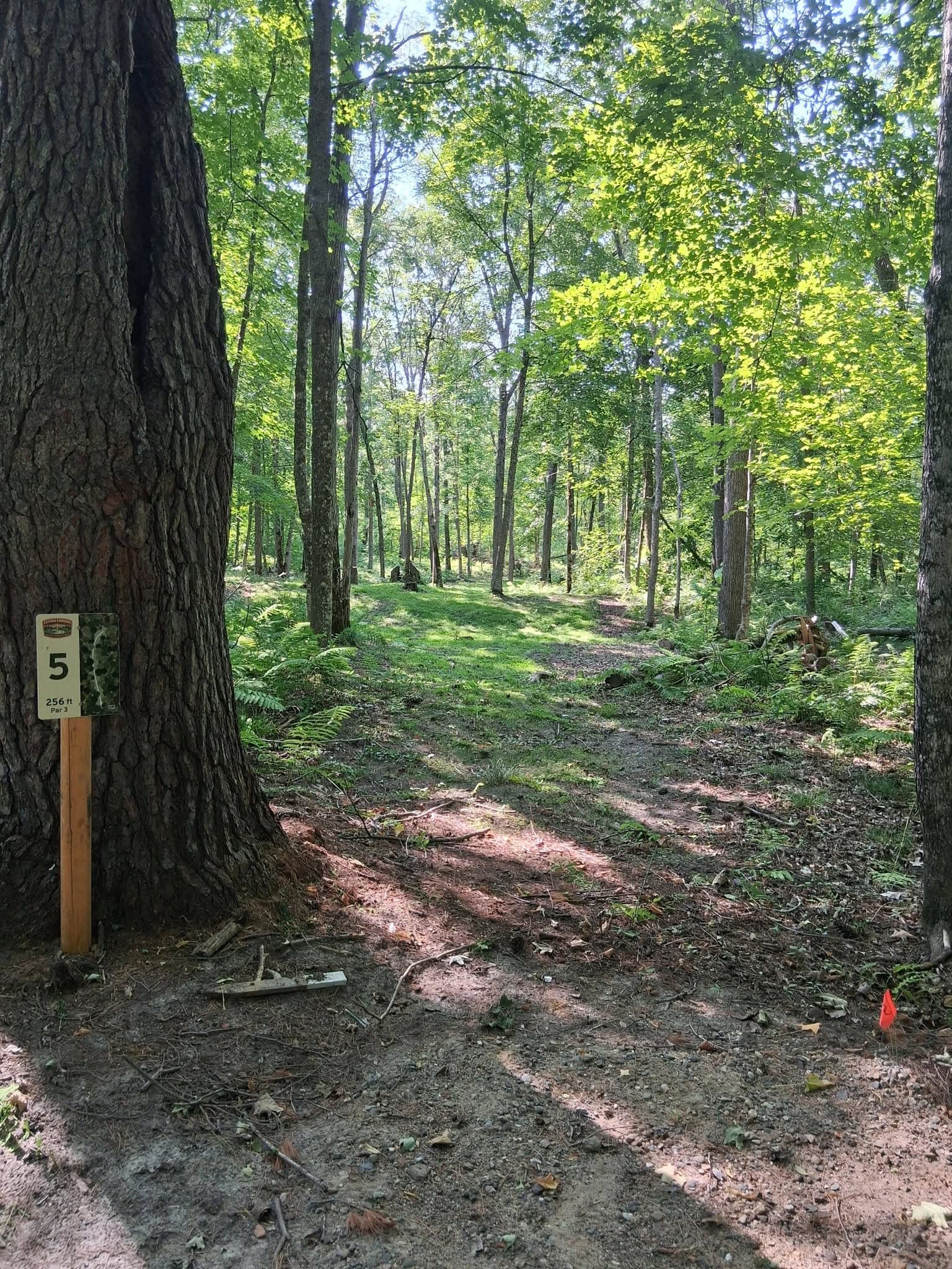 Trail marker #5 on a large tree trunk along a wooded path