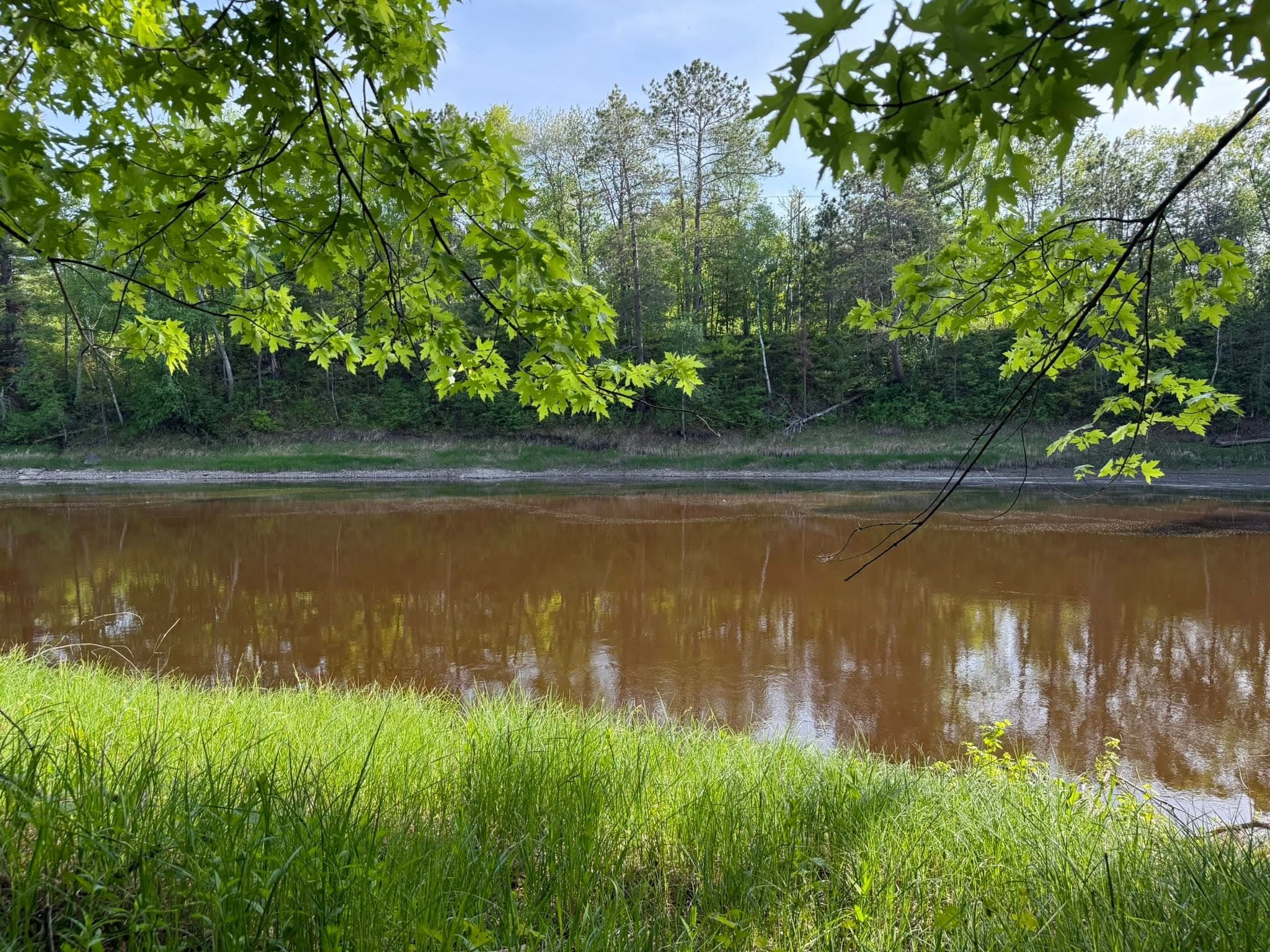 Calm river bordered by green trees and grassy banks