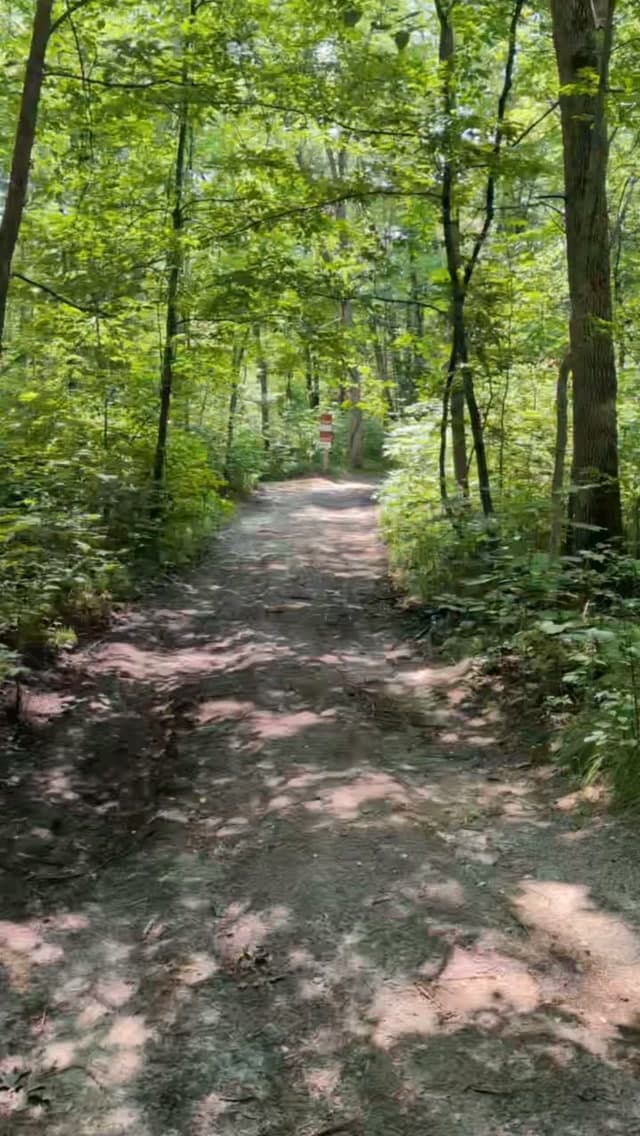 Tree-lined forest path through dense green canopy