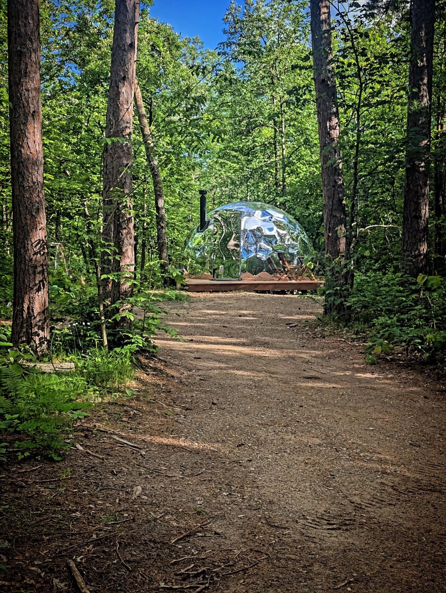 Geodesic dome through towering pines on a sunny day